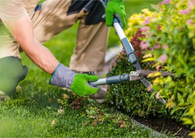 Hedge Trimming
