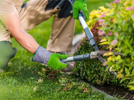 Hedge Trimming